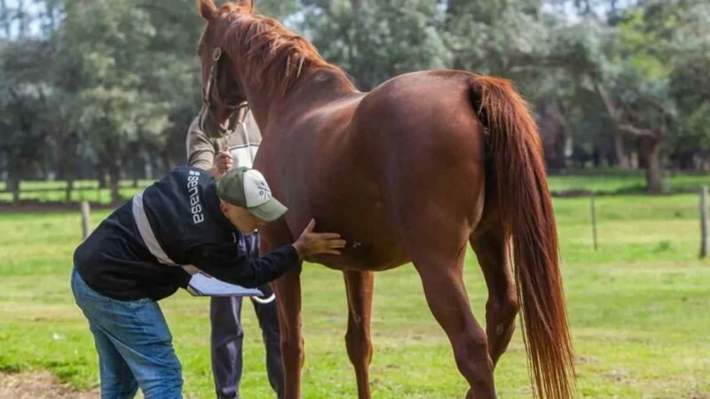 OMS EMITE RECOMENDACIONES ANTE EL PRIMER CASO DE ENCEFALITIS EQUINA