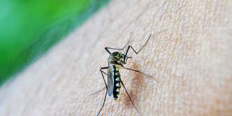 SUMAN 44 CASOS DE MALARIA EN OAXACA; 41 SON MIGRANTES