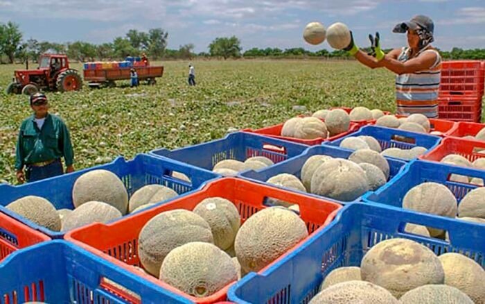 MÉXICO NO ENCONTRÓ SALMONELLA EN PROCESADORA DE MELÓN EN SONORA