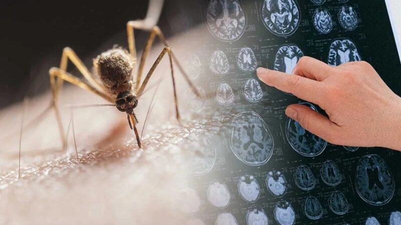 CONFIRMAN EL PRIMER CASO DE ENCEFALITIS EQUINA EN UNA PERSONA