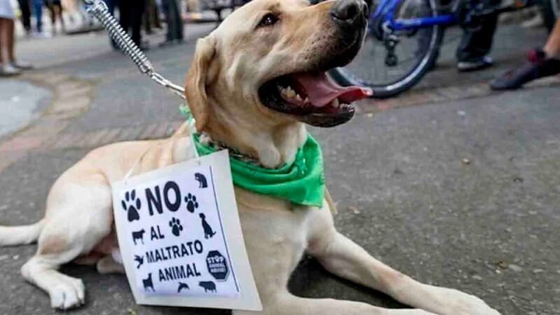 PROPONDRÁN PROHIBIR MALTRATO ANIMAL EN PAQUETE DE REFORMAS