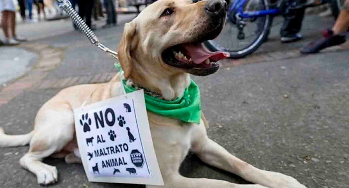 PROPONDRÁN PROHIBIR MALTRATO ANIMAL EN PAQUETE DE REFORMAS
