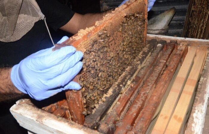 ESCONDÍAN FENTANILO, COCAÍNA Y METANFETAMINAS ¡CON ABEJAS!