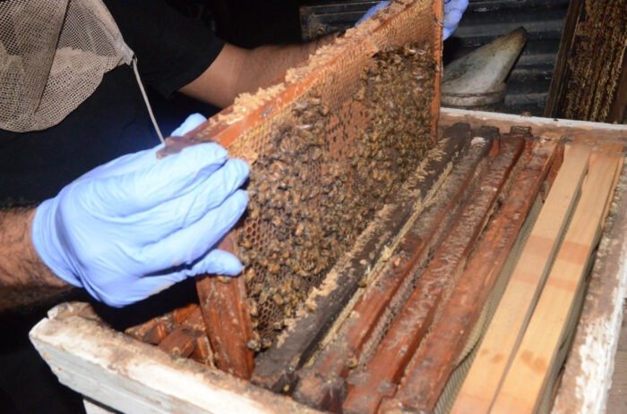 ESCONDÍAN FENTANILO, COCAÍNA Y METANFETAMINAS ¡CON ABEJAS!