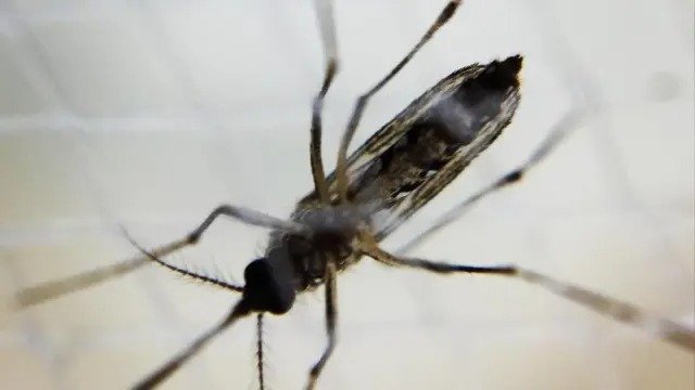 RÍO DE JANEIRO DECLARA EMERGENCIA POR BROTE DE DENGUE