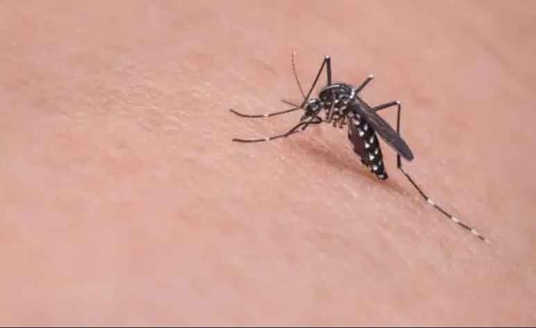 BRASIL SUPERA LOS 500 MIL CASOS DE DENGUE; DECLARAN EMERGENCIA SANITARIA