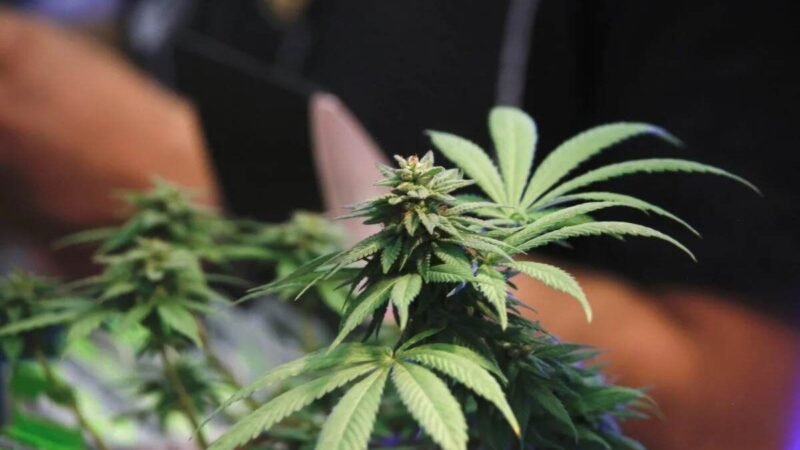 LEGALIZAN EN ALEMANIA EL CANNABIS PARA USO RECREATIVO