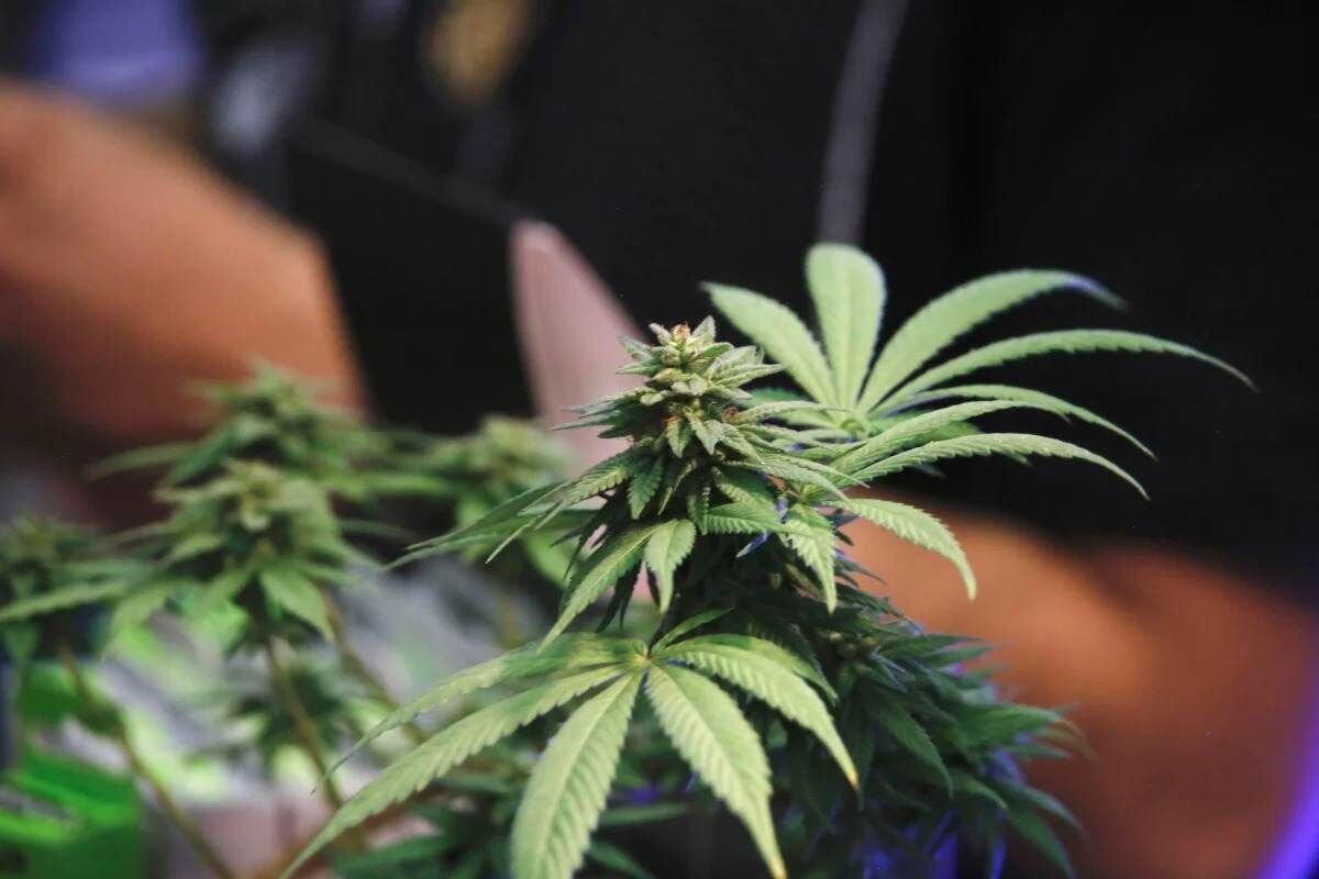 LEGALIZAN EN ALEMANIA EL CANNABIS PARA USO RECREATIVO