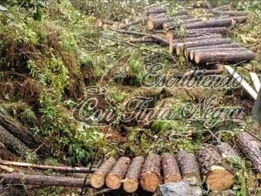 SE PIERDEN 13 MIL HECTÁREAS DE BOSQUE AL AÑO