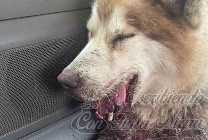 CONDENAN AGRESIÓN A “PELUDO” EN TOMATLÁN