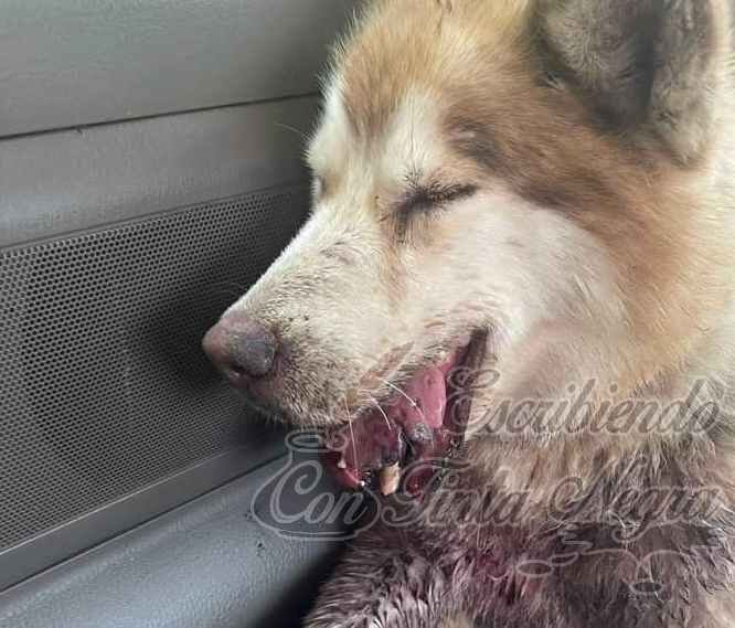 CONDENAN AGRESIÓN A “PELUDO” EN TOMATLÁN