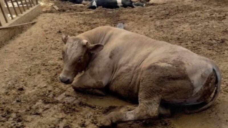 DECESO DE ANIMALES EN HIDALGO FUE POR CONSUMO DE POLLINAZA