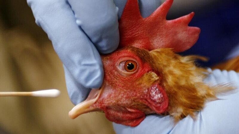 DETECTAN GRIPE AVIAR EN UNA PERSONA EN TEXAS