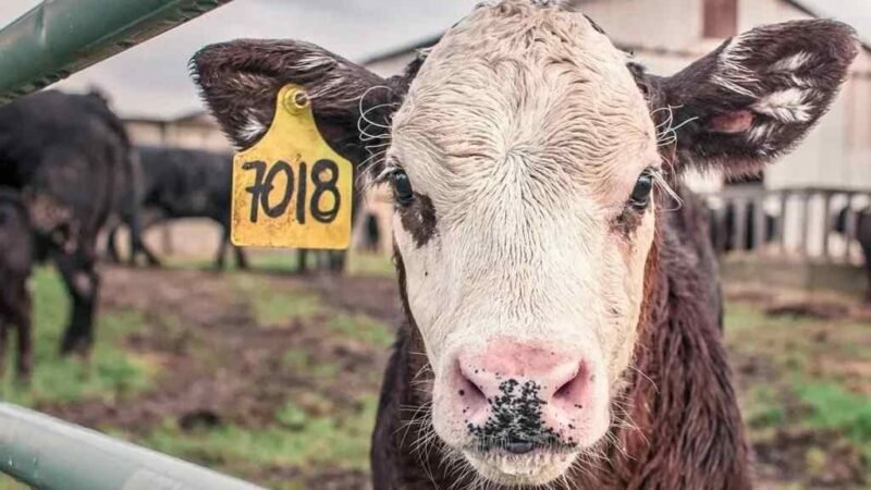 MÉXICO TOMA MEDIDAS PREVENTIVAS TRAS DETECTARSE GRIPE AVIAR EN GANADO DE EU