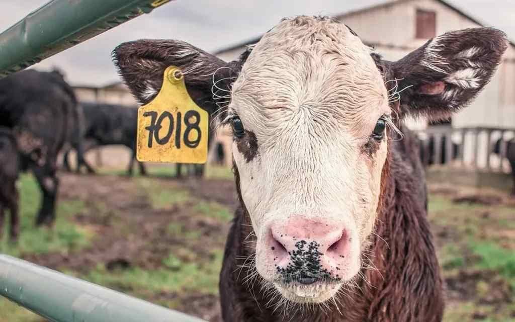 MÉXICO TOMA MEDIDAS PREVENTIVAS TRAS DETECTARSE GRIPE AVIAR EN GANADO DE EU