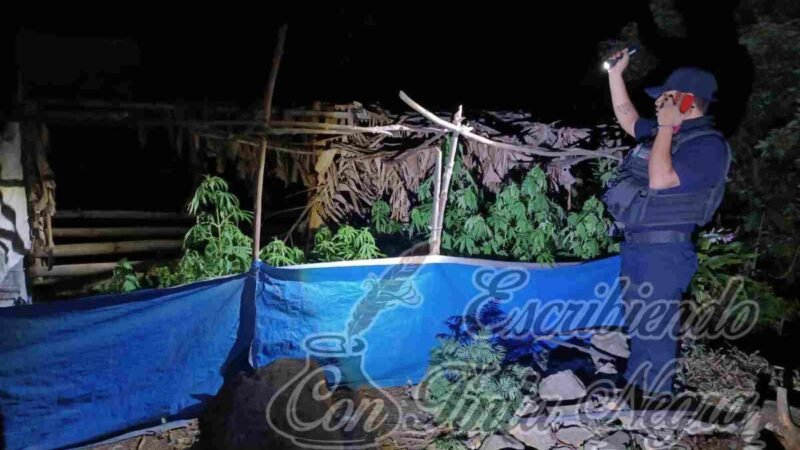 SEMBRABA DROGA EN EL PATIO DE SU CASA; LA DECOMISA LA POLICÍA