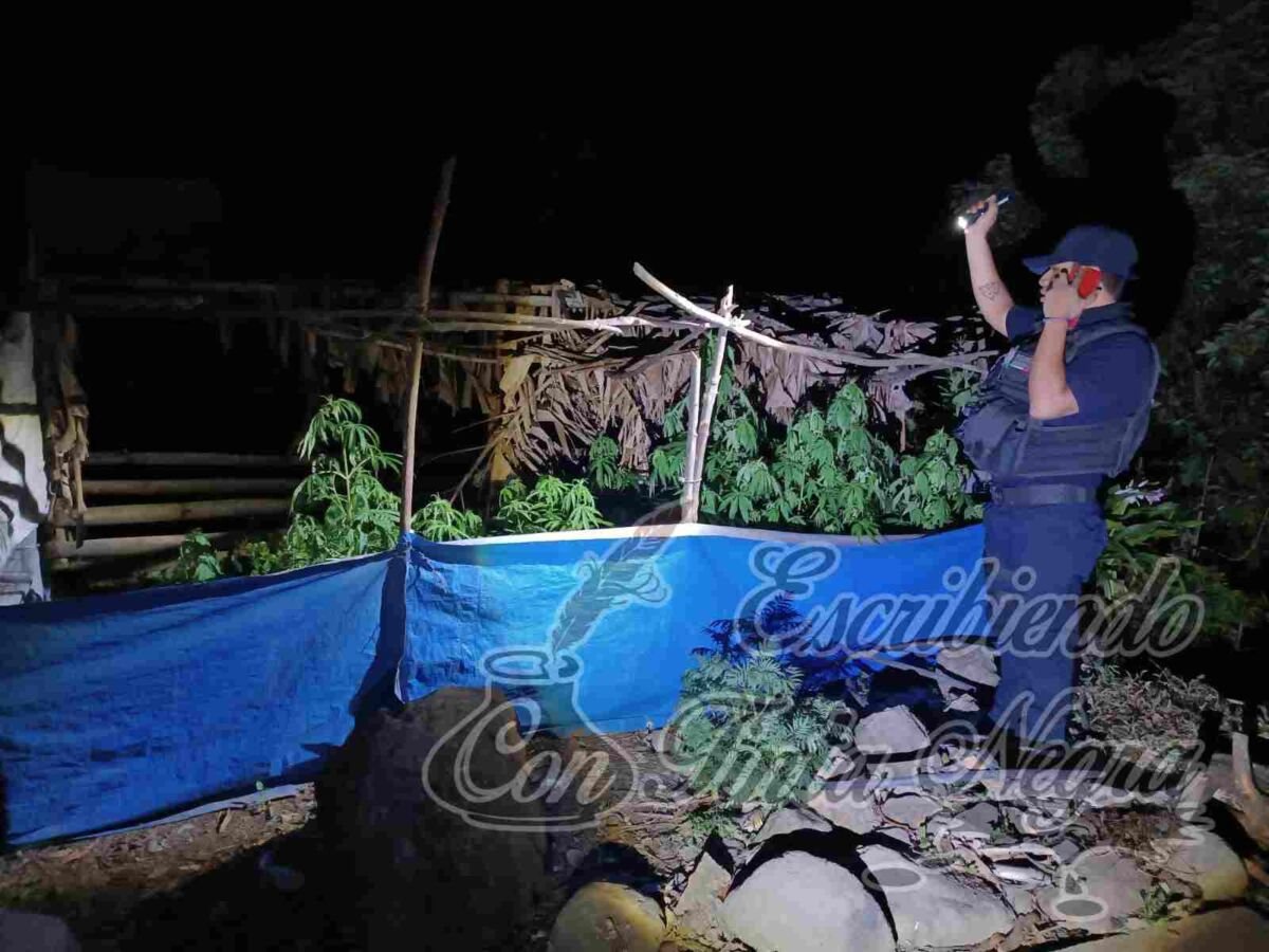 SEMBRABA DROGA EN EL PATIO DE SU CASA; LA DECOMISA LA POLICÍA