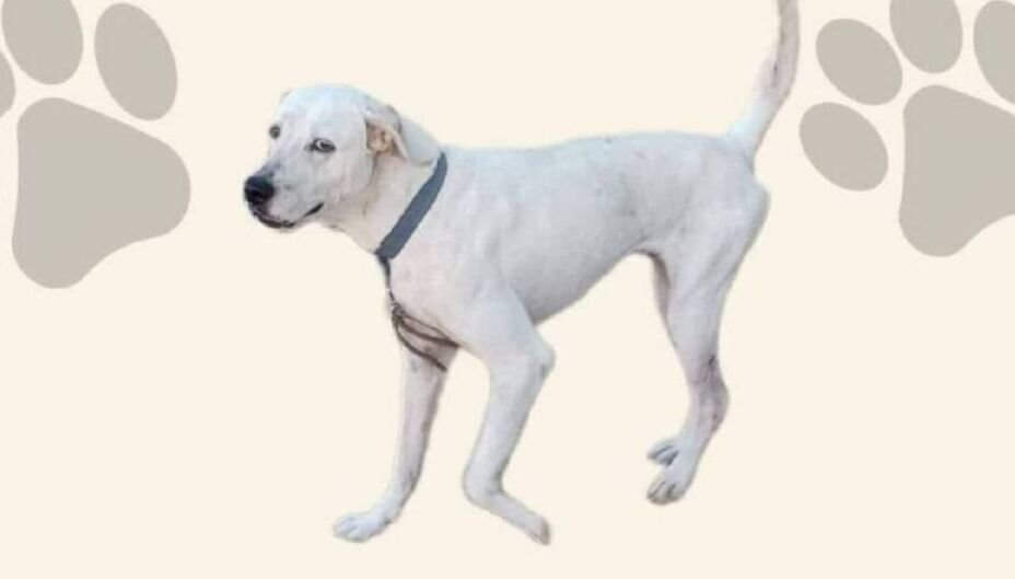 CONDENAN A PRIMERA PERSONA POR CRUELDAD ANIMAL EN MÉXICO