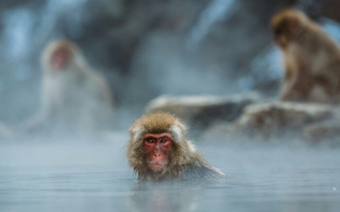 CONFIRMAN PRIMER CASO HUMANO DEL VIRUS MORTAL B EN HONG KONG