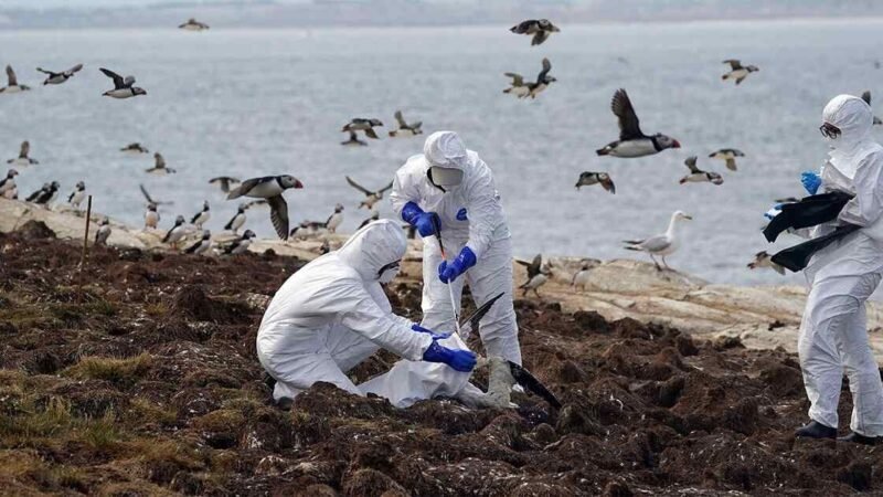 DETECTAN GRIPE AVIAR EN ALGUNAS AVES DE PARQUES EN NUEVA YORK