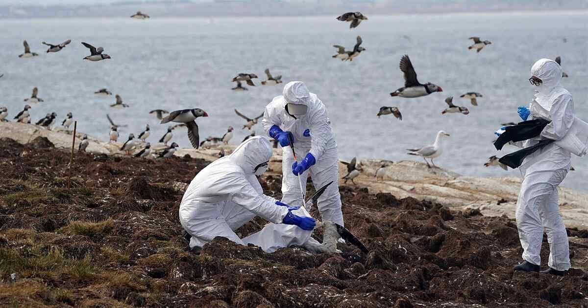 DETECTAN GRIPE AVIAR EN ALGUNAS AVES DE PARQUES EN NUEVA YORK