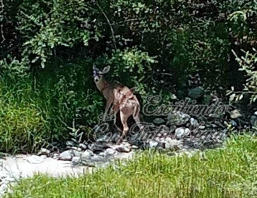 AVISTAN A VENADO EN SIERRA DE COSCOMATEPEC