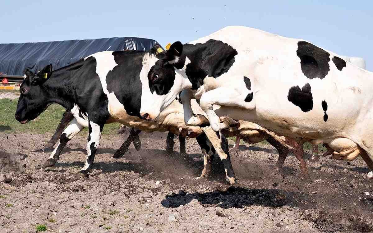 DETECTAN VIRUS DE GRIPE AVIAR EN LECHE DE VACAS INFECTADAS EN ESTADOS UNIDOS