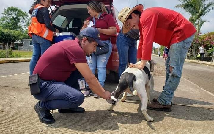 UN ÉXITO, CAMPAÑA DE VACUNACIÓN ANTIRRÁBICA EN IXHUATLÁN