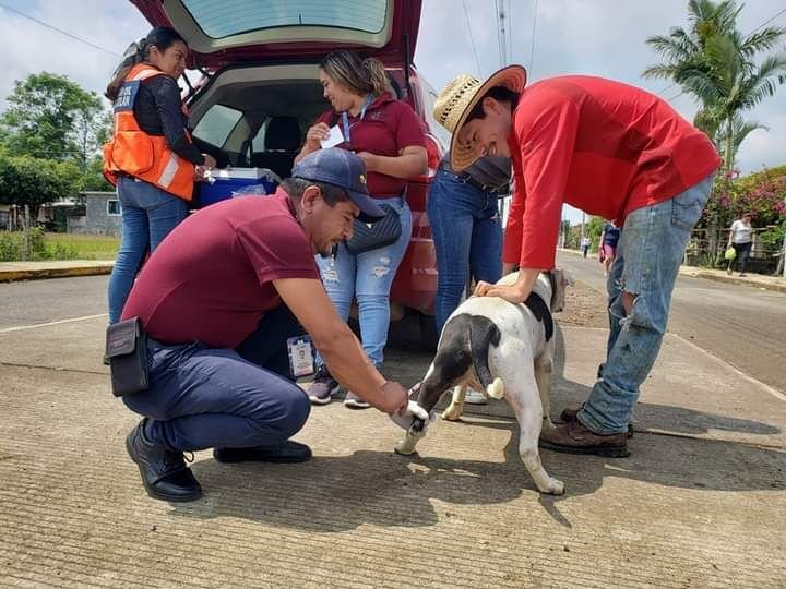 UN ÉXITO, CAMPAÑA DE VACUNACIÓN ANTIRRÁBICA EN IXHUATLÁN