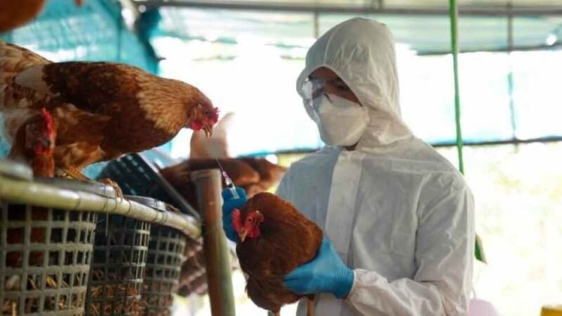 EN CASO DE PANDEMIA POR GRIPE AVIAR PODRÍA HABER VACUNAS EN 4 MESES