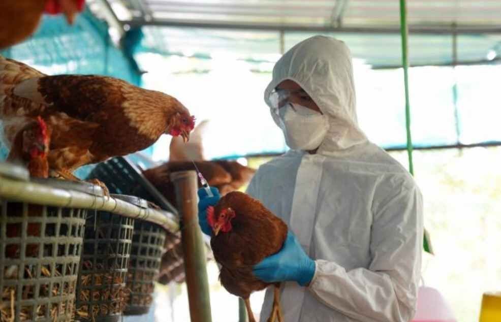 EN CASO DE PANDEMIA POR GRIPE AVIAR PODRÍA HABER VACUNAS EN 4 MESES
