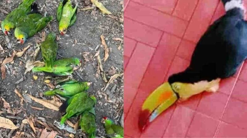 GOLPE DE CALOR AFECTA A DECENAS DE AVES EN LA HUASTECA POTOSINA