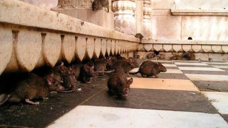 NUEVA YORK CONVOCA UNA “CUMBRE NACIONAL SOBRE RATAS URBANAS”