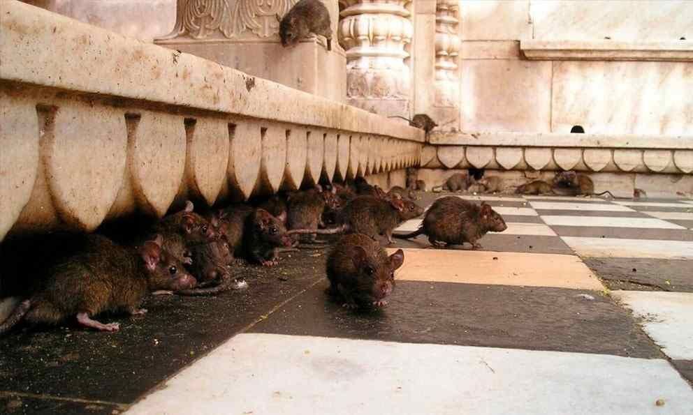 NUEVA YORK CONVOCA UNA “CUMBRE NACIONAL SOBRE RATAS URBANAS”