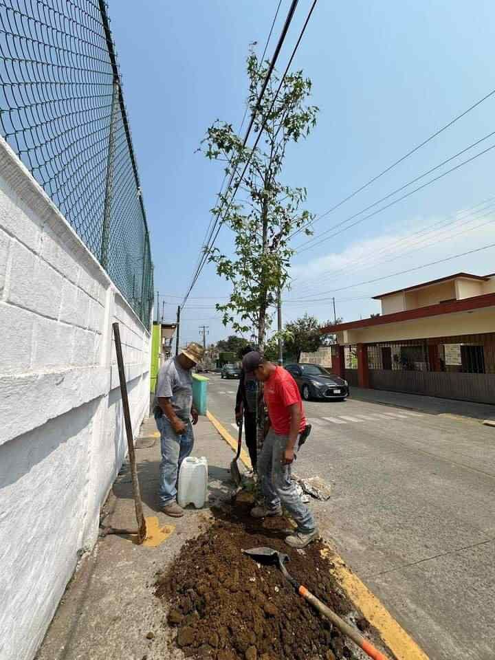SIEMBRAN ÁRBOLES EN TOMATLÁN