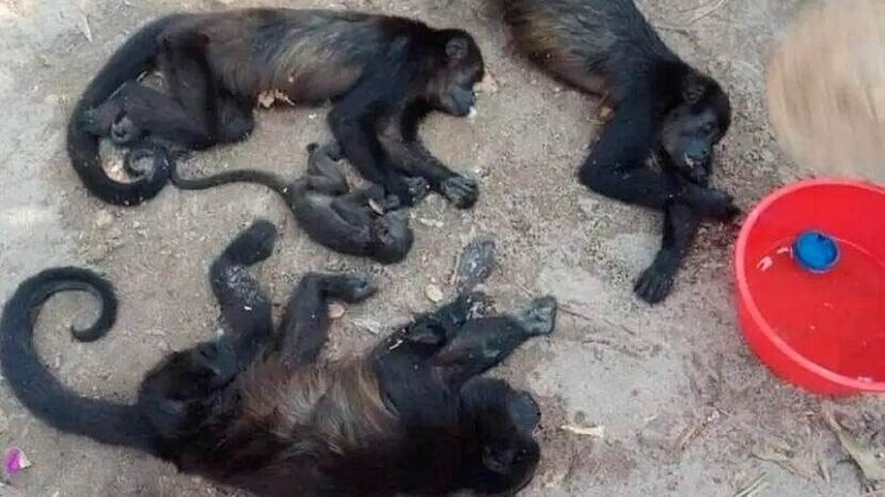 CREAN PROTOCOLO DE ATENCIÓN PARA MONOS AULLADORES; HAN MUERTO 148 POR EL CALOR