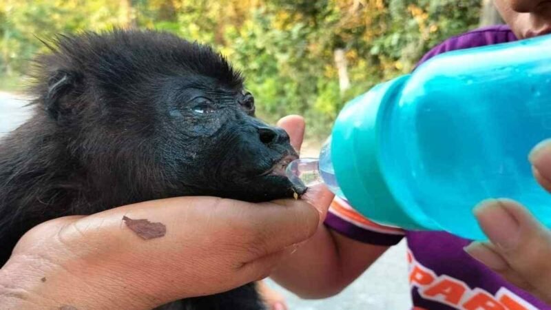 CONFIRMAN DECESO DE 157 MONOS AULLADORES