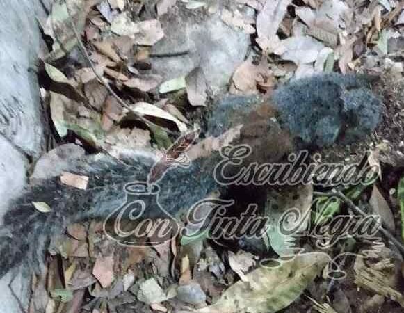 MUEREN ARDILLAS Y AVES POR CALOR EXTREMO