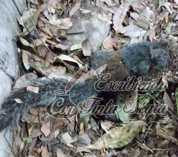 MUEREN ARDILLAS Y AVES POR CALOR EXTREMO