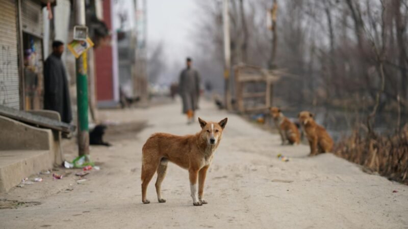 TURQUÍA PODRÍA SACRIFICAR A 4 MILLONES DE PERROS CALLEJEROS