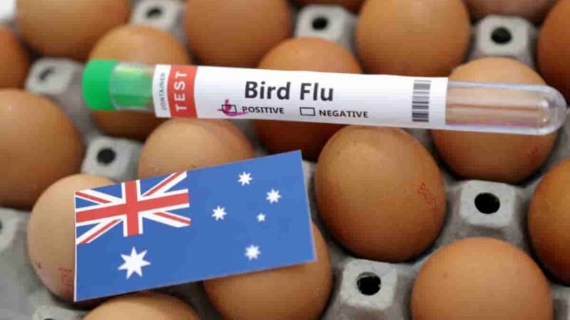 CONFIRMAN PRIMER CASO DE GRIPE AVIAR EN AUSTRALIA