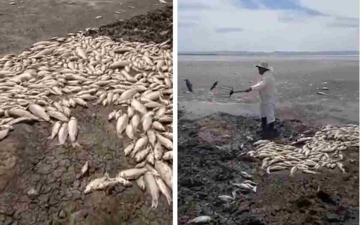 MUERTE MASIVA DE PECES POR GRAVE SEQUÍA EN CHIHUAHUA