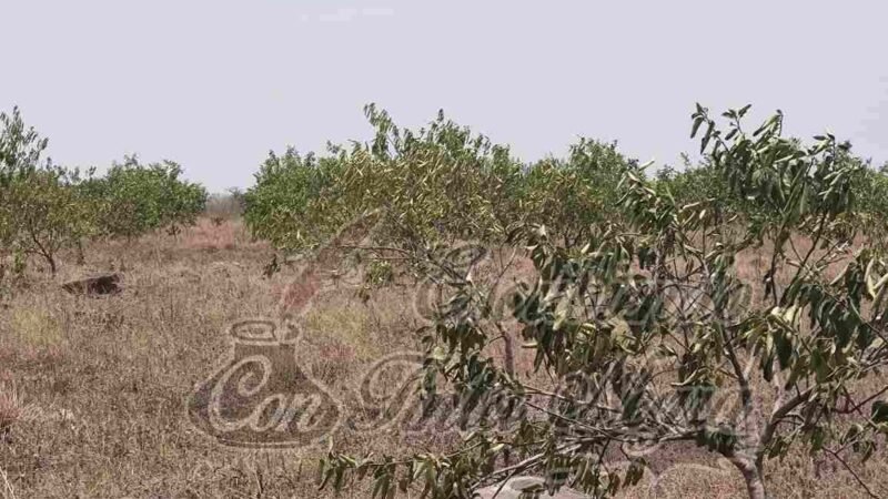 SEQUÍA DEVASTÓ CULTIVOS DE LIMÓN