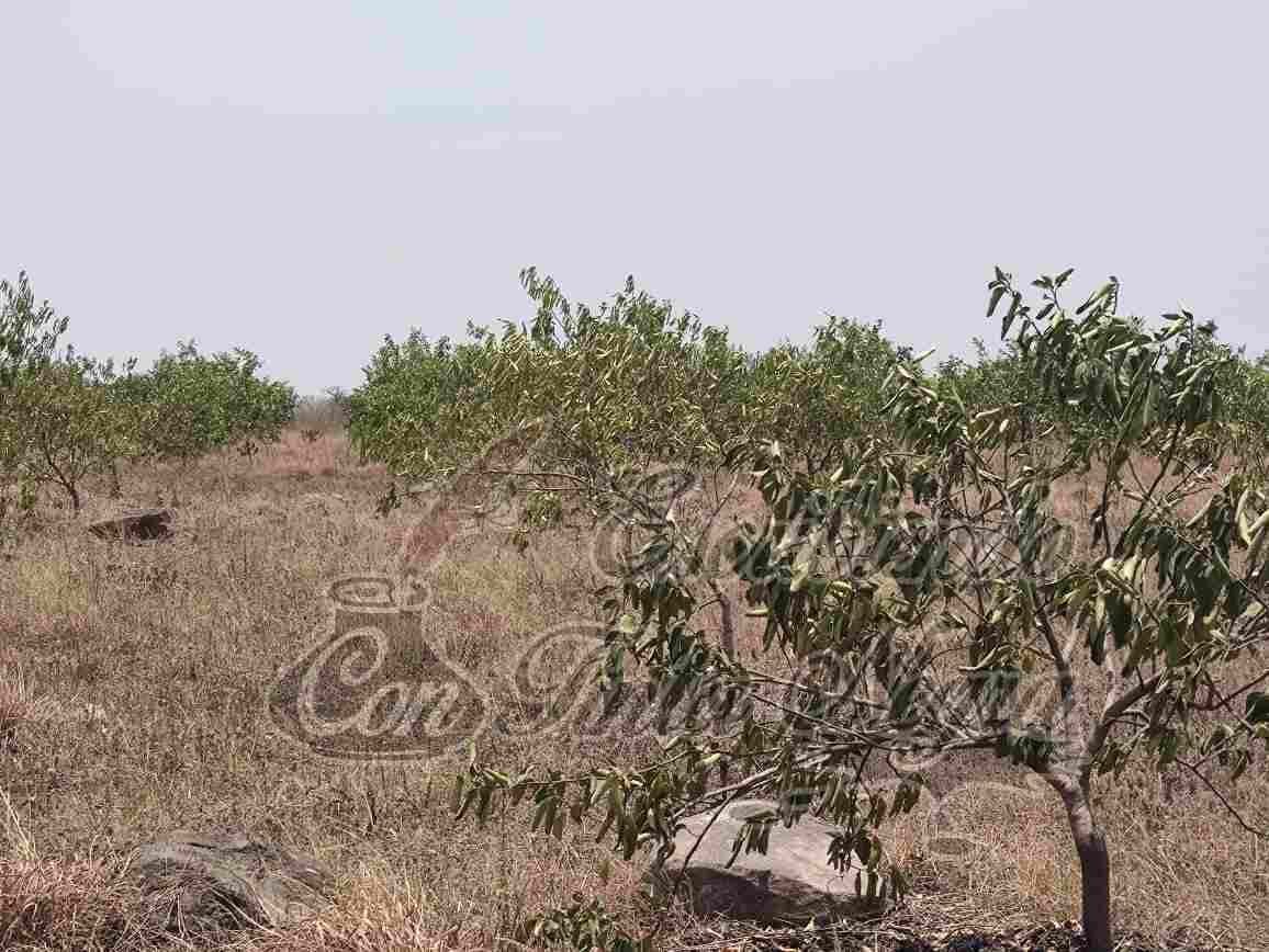 SEQUÍA DEVASTÓ CULTIVOS DE LIMÓN