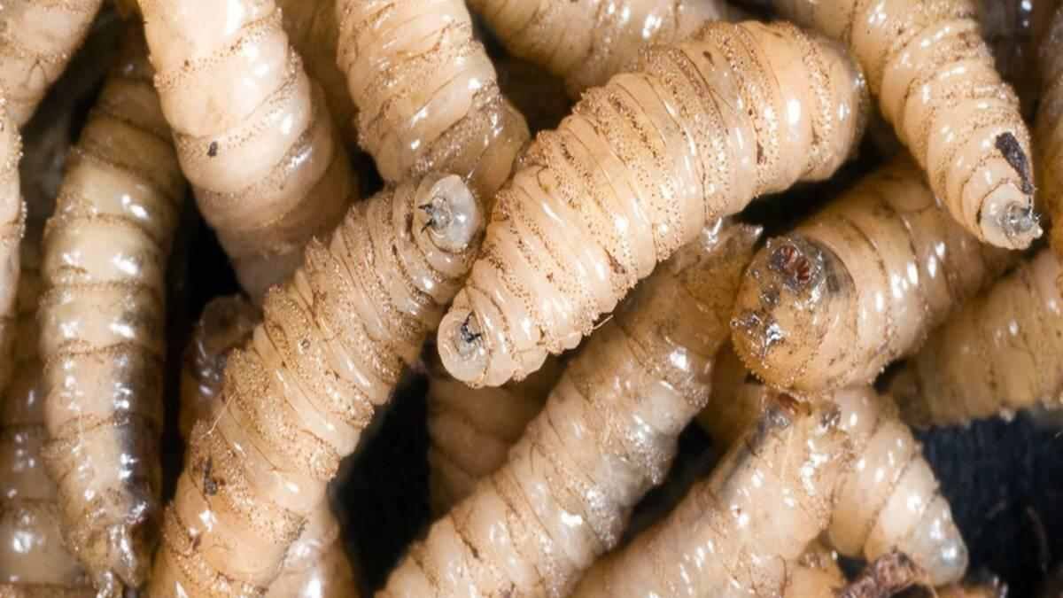 CONFIRMAN EN HUMANOS EL SEXTO CASO DE GUSANO BARRENADOR EN COSTA RICA