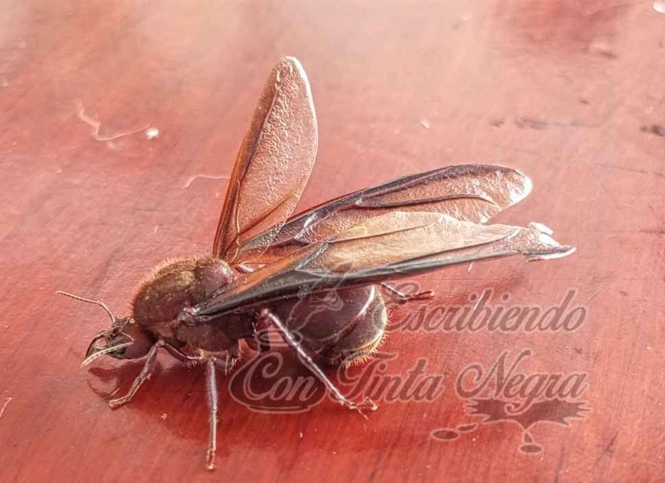 FIEBRE DE CHICATANAS EN HUATUSCO