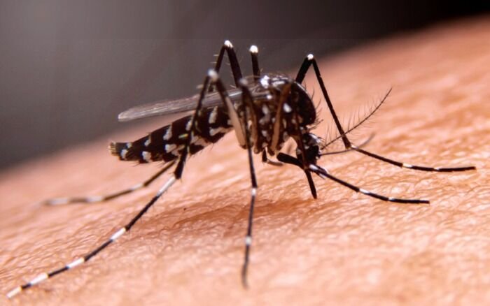 CASOS DE DENGUE SUBEN 385 % EN MÉXICO Y SE MANTIENE EN ALERTA POR TEMPORADA DE HURACANES
