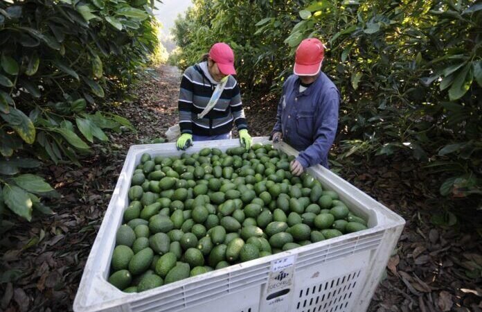 ESTADOS UNIDOS LEVANTA VETO CONTRA AGUACATE Y MANGO MICHOACANO
