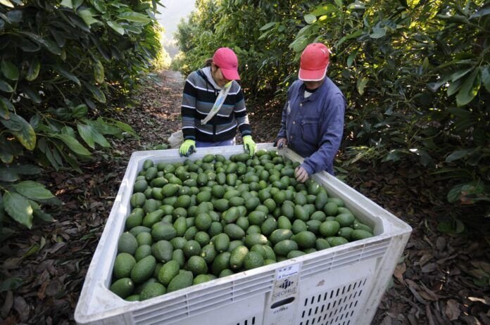 ESTADOS UNIDOS LEVANTA VETO CONTRA AGUACATE Y MANGO MICHOACANO