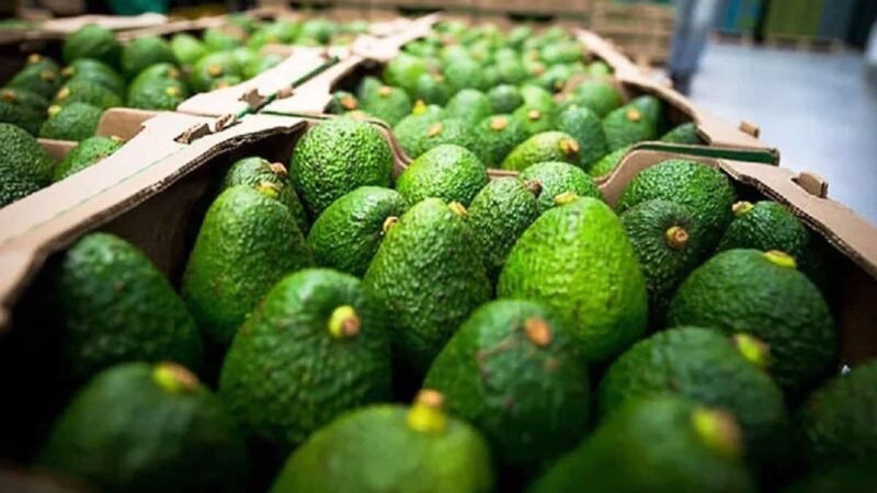 RESTABLECIMIENTO DE EXPORTACIÓN DE AGUACATE MICHOACANO SERÁ EL 3 DE JULIO
